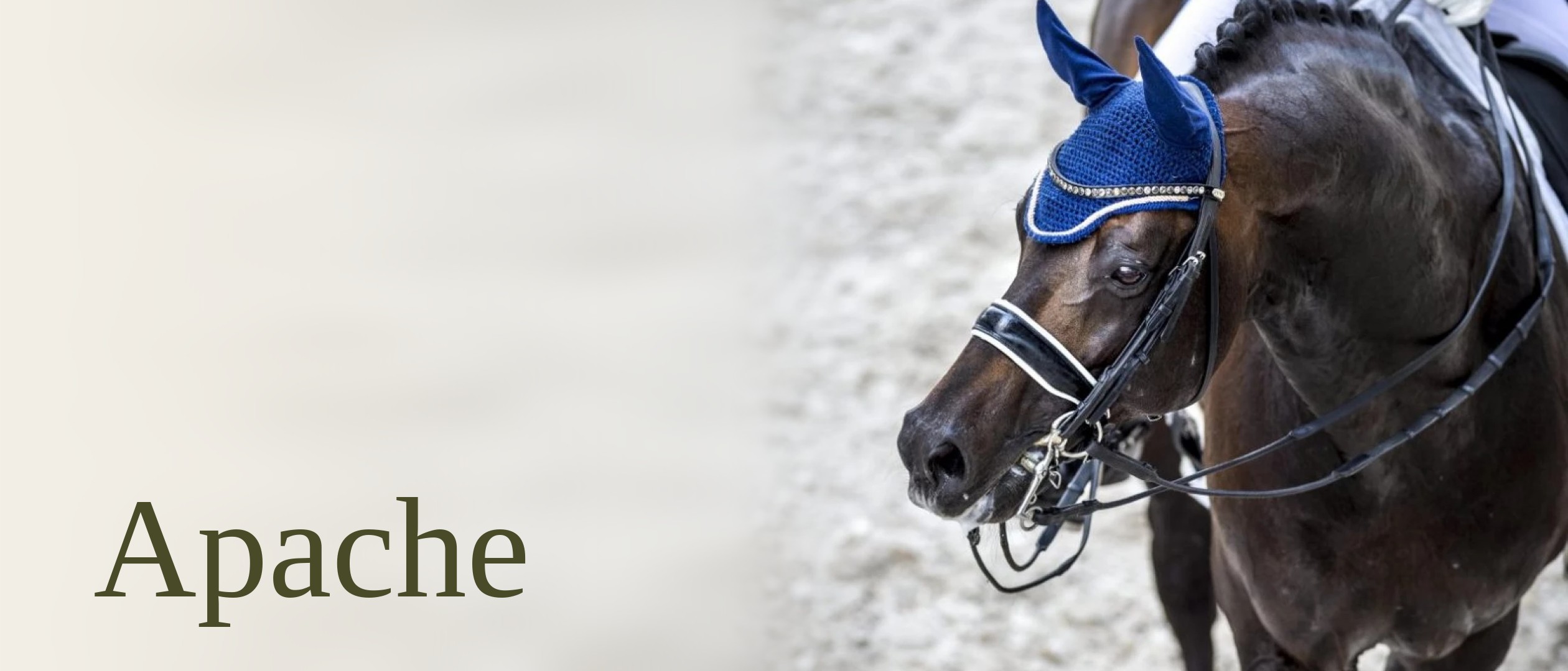 Apache: dressuurpaard met blauwe oornetjes in de wedstrijdring